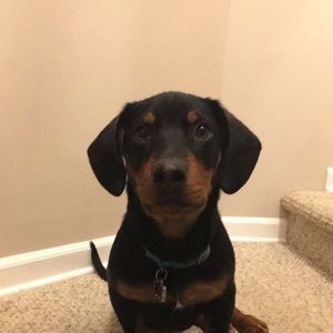 Meet your Posher, Chelsey